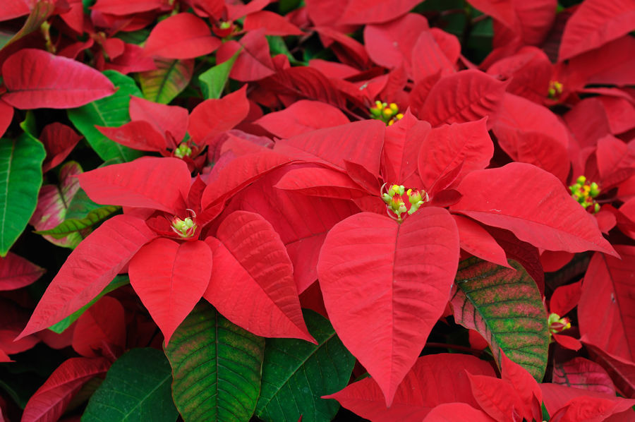 Poinsettia